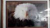 Image #1 of auction lot #1092: OFFICE PICK UP REQUIRED        American Eagle 30 X 23 framed print b...