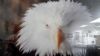 Image #2 of auction lot #1092: OFFICE PICK UP REQUIRED        American Eagle 30 X 23 framed print b...