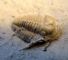 Image #3 of auction lot #35: Small fossil specimen, probably a type of trilobite from the Cambrian ...