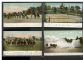 Image #1 of auction lot #663: United States all West Point postcards in a binder. Consist of fifty-n...